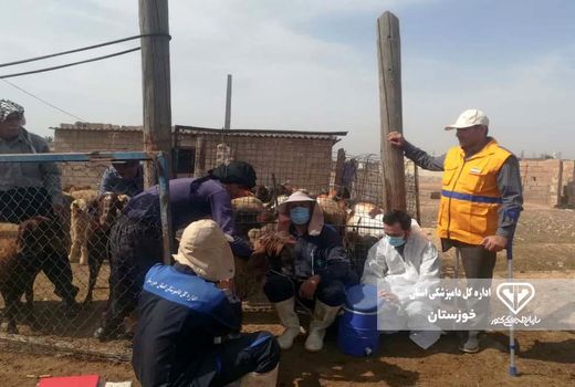 واکسیناسیون ۳ هزار نوبت سر دام سبک و سنگین در دزفول