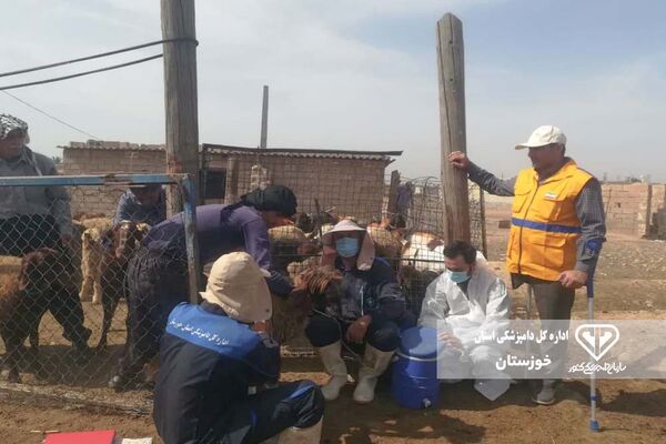 واکسیناسیون ۳ هزار نوبت سر دام سبک و سنگین در دزفول