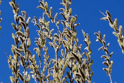 عطر بیدمشک در کاشان پیچید