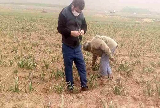 کشت موسیر در ۱.۵ هکتار از مزارع کشاورزی دهاقان