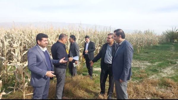 طرح نوین کشت ذرت دانهای در فیروزآباد فارس اجرا شد