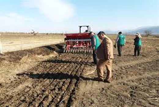 کشت بیش از 150 هکتار گندم به روش کشت مستقیم در شهرستان نمین