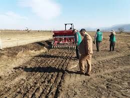 کشت بیش از 150 هکتار گندم به روش کشت مستقیم در شهرستان نمین