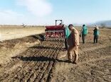 کشت بیش از 150 هکتار گندم به روش کشت مستقیم در شهرستان نمین