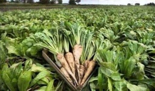 اجرای مطالعات ملی برای امکان‌سنجی توسعه کشت چیکوری در کشور
