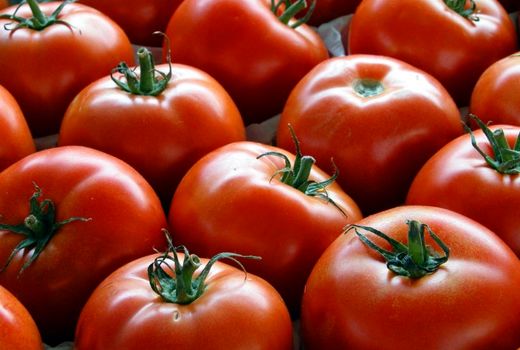 خرید 162 هزار تن گوجه فرنگی برای حمایت از کشاورزان