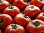 خرید 162 هزار تن گوجه فرنگی برای حمایت از کشاورزان
