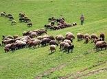 تمدید مهلت برای صدور مجوز چرای دام در مراتع خراسان شمالی 