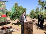 جشن شکرگزاری برداشت عناب در خراسان جنوبی