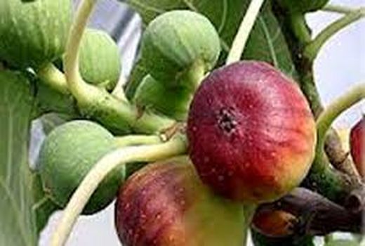 آغاز گرده‌افشانی انجیر در استهبان