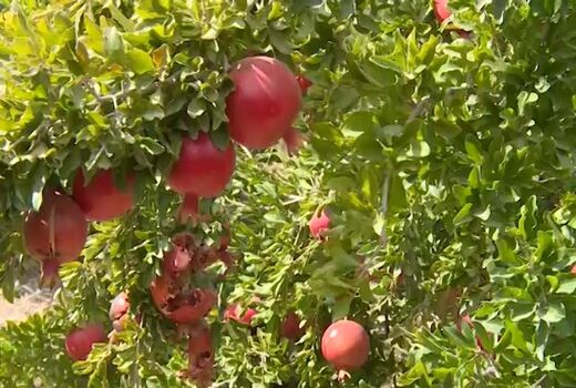 درآمد هزار میلیارد ریالی از فروش انار مرغوب کاشان