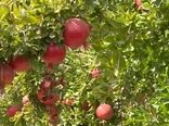 درآمد هزار میلیارد ریالی از فروش انار مرغوب کاشان