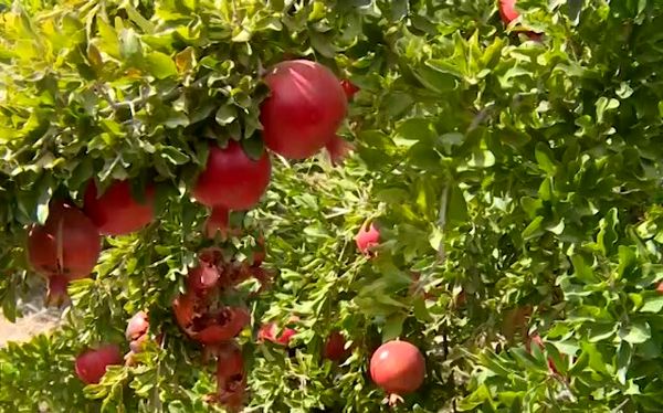 درآمد هزار میلیارد ریالی از فروش انار مرغوب کاشان