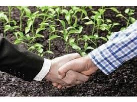 1250 هکتار مزارع گندم گلوگاه قراردادی کشت شد