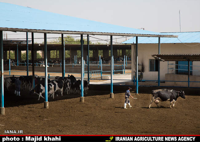 دامپروی