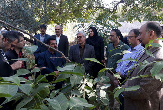 طرح اصلاح و نوسازی باغات درجه 2 در شهرستان تبریز اجرا می شود
