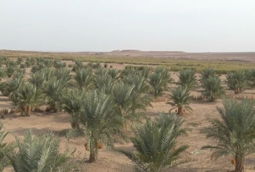 آغاز برداشت محصول خرمای ارگانیک دربخش کویرات آران و بیدگل