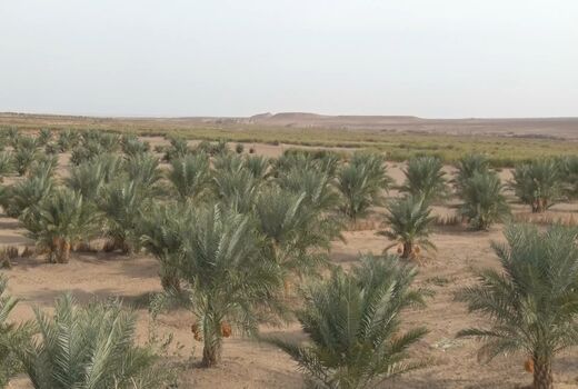 آغاز برداشت محصول خرمای ارگانیک دربخش کویرات آران و بیدگل
