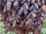 برداشت ۴۵۰ هزار تن خرما در قطب نخست تولید این محصول در کشور