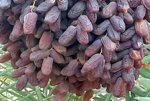 برداشت ۴۵۰ هزار تن خرما در قطب نخست تولید این محصول در کشور