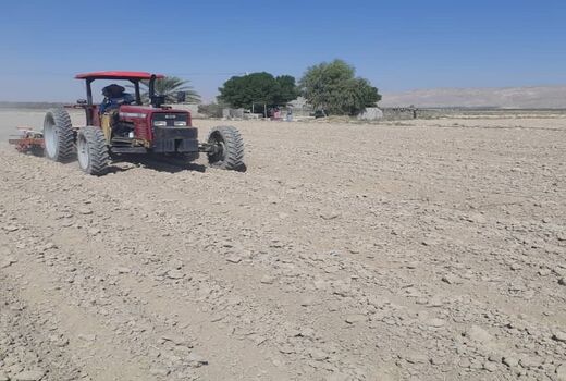 آغاز کاشت چغندر قند در قیروکارزین 