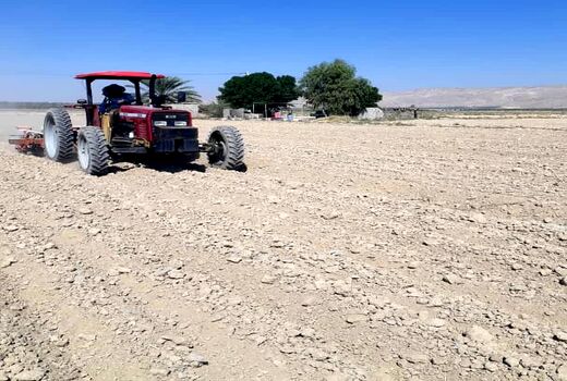پیش‌بینی کاشت دو برابری چغندر قند در شهرستان رستم