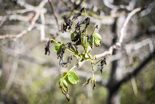 سرمازدگی باغات زردآلو و گردو در بروجن