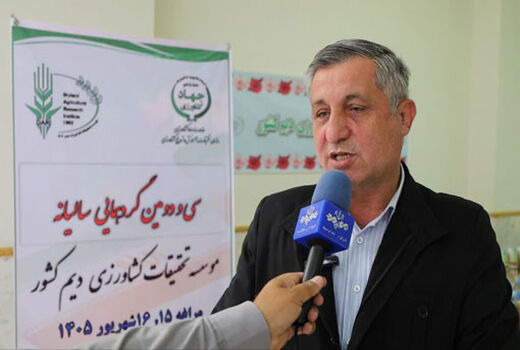 تولید گندم آذربایجان‌شرقی از ۶۵۰ هزار تن عبور کرد
