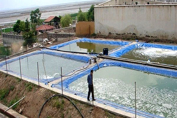 تجاری‌سازی تولید غذای زنده آبزیان در استخرهای خاکی
