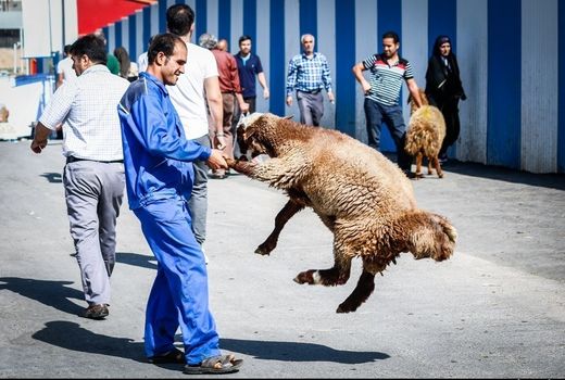 مراسم ذبح بهداشتی دام عید قربان امسال برگزار نمی‌شود