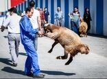مراسم ذبح بهداشتی دام عید قربان امسال برگزار نمی‌شود