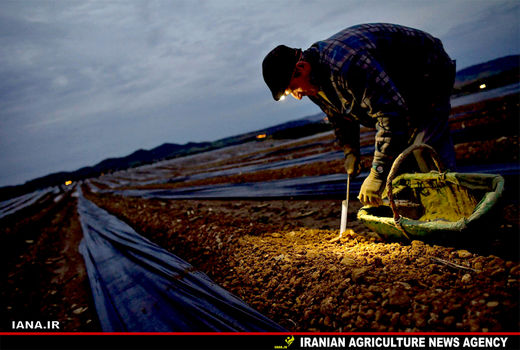 برداشت مارچوبه در اسپانیا