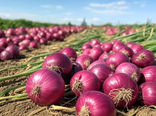 آغاز برداشت پیاز از مزارع میاندوآب 
