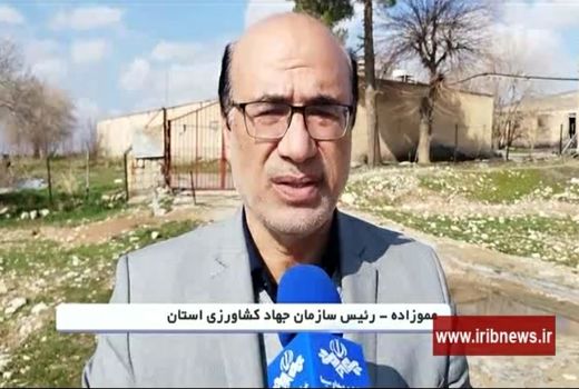 آغاز اجرای طرح خرید مرغ مازاد مرغداران در ایلام