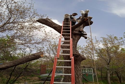 اجرای عملیات سرشاخه کاری درختان گردو در شهرستان آوج 