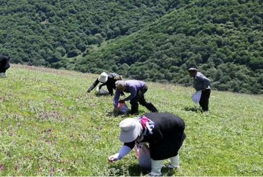 در خراسان شمالی ۳۵۰ گونه گیاه دارویی می‌روید 