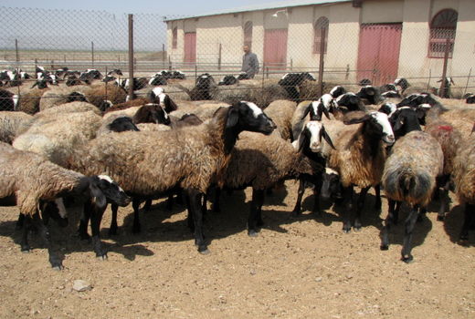 اجرای طرح توسعه اصلاح نژاد دام بومی و دورگ در دامداری‌های استان قزوین