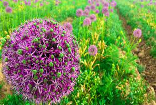 پرداخت تسهیلات 160 میلیون تومانی برای هر هکتار کشت گیاه موسیر