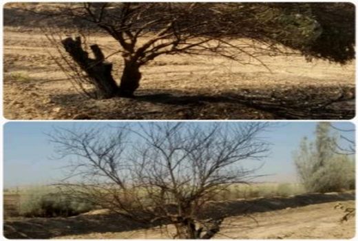 80 اصله درخت زیتون در آتش سوخت