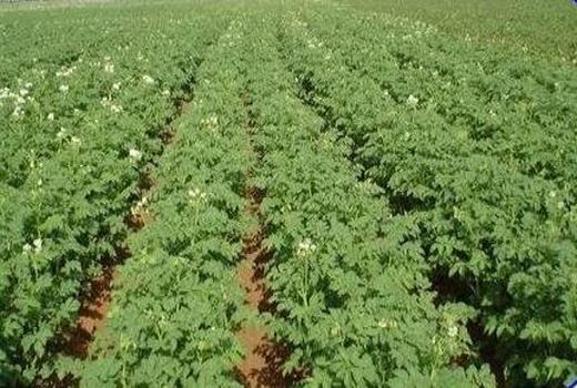 کشت شبدر در 9 هزار هکتار شالیزار بابل/ توزیع 270 تن بذر