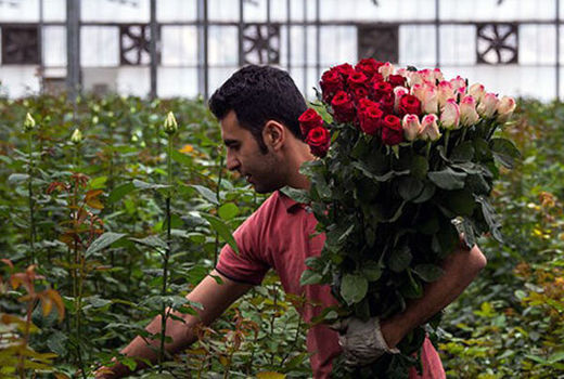 تولید  ۱۱ میلیون گل شاخه بریده در چهارمحال و بختیاری 