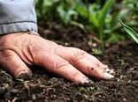 سلامت خاک زیربنای تولید غذای سالم است