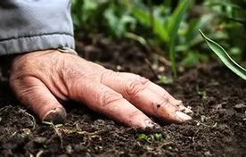 سلامت خاک زیربنای تولید غذای سالم است