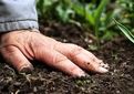 سلامت خاک زیربنای تولید غذای سالم است