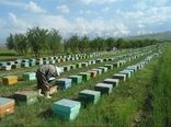 بیش از ۶ هزار و ۵۰۰ زنبورستان در آذربایجان غربی فعال است/  آغاز سرشماری زنبورستان‌های استان