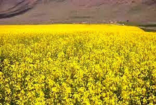 خرید توافقی ۶۸۵ تن کلزا از کشاورزان خراسان شمالی 