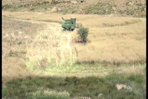 آغاز برداشت کلزا از مزارع بویین میاندشت