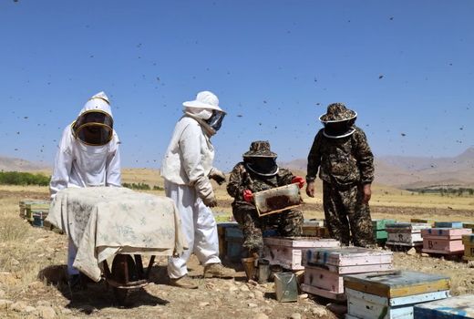 آغاز برداشت عسل از زنبورستان‌های چهارمحال و بختیاری