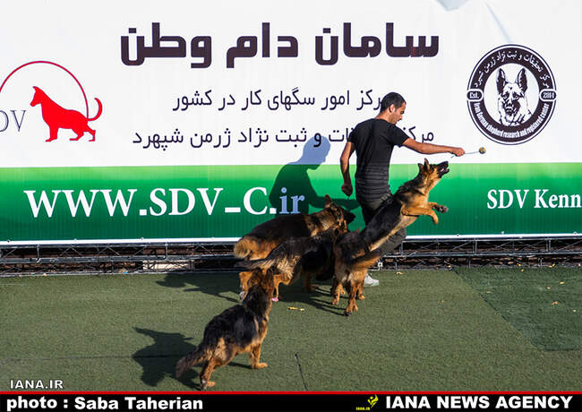 Saba Taherian 5