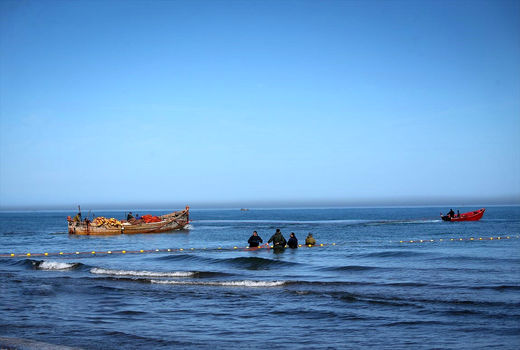 صید پّره در دریای خزر    
